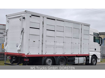 MAN TGX 26.440 FG 6x2  Menke Janzen 3 Stock  - Camión transporte de ganado: foto 4