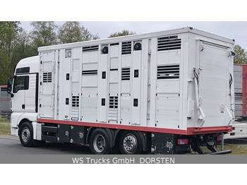 MAN TGX 26.440 FG 6x2  Menke Janzen 3 Stock  - Camión transporte de ganado: foto 3