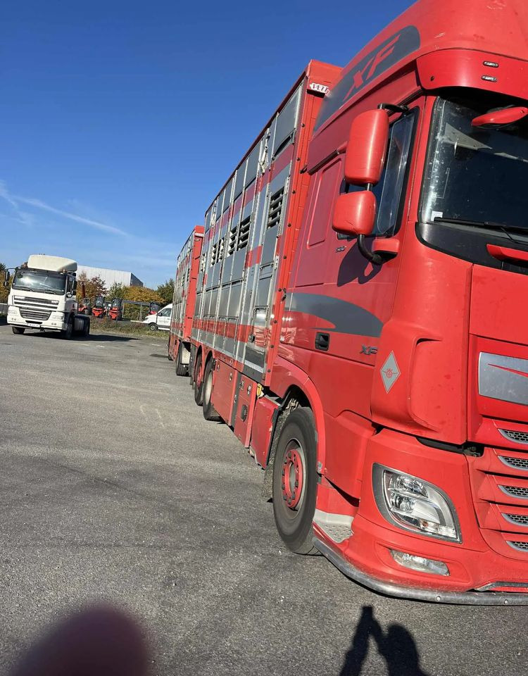 DAF XF 530 + Przyczepa Pezzaoli - 3X Trzoda, 2 X Bydło I 3 poziomy I Podnoszony dach I Hydroburta I Osie Skrętne I Poidła I Wentylatory I Pilot Manualny | - Camión transporte de ganado: foto 4 DAF XF 530 + Przyczepa Pezzaoli - 3X Trzoda, 2 X Bydło I 3 poziomy I Podnoszony dach I Hydroburta I Osie Skrętne I Poidła I Wentylatory I Pilot Manualny | - Camión transporte de ganado: foto 4