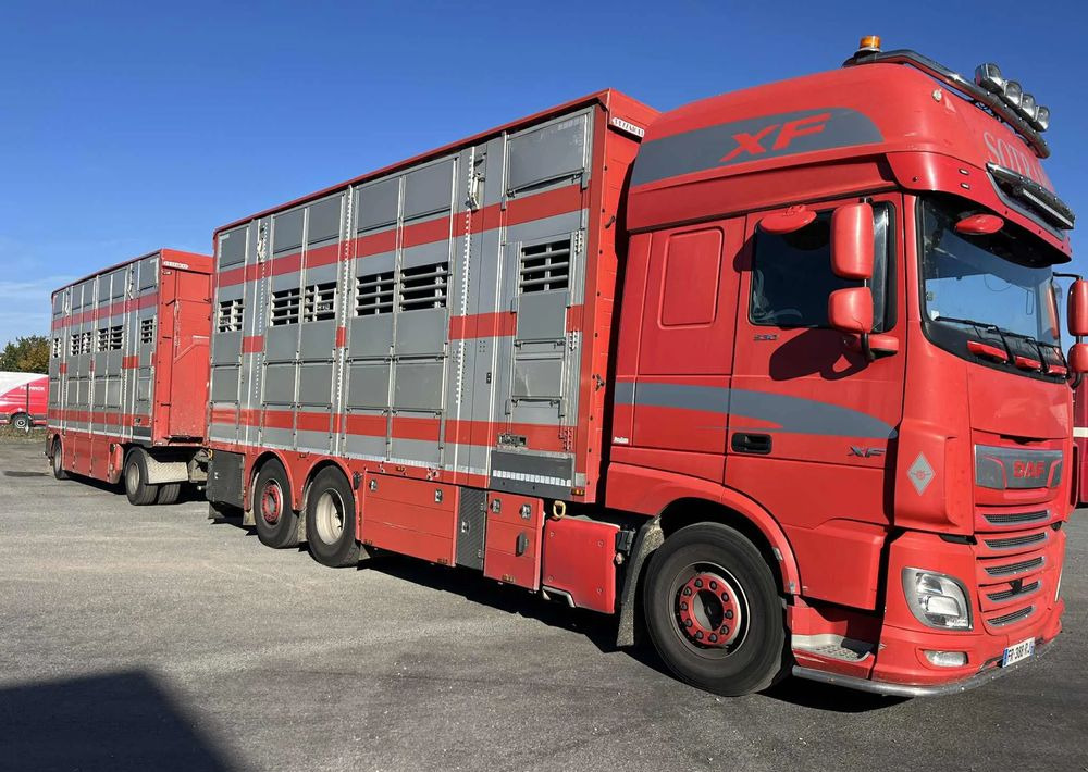 DAF XF 530 + Przyczepa Pezzaoli - 3X Trzoda, 2 X Bydło I 3 poziomy I Podnoszony dach I Hydroburta I Osie Skrętne I Poidła I Wentylatory I Pilot Manualny | - Camión transporte de ganado: foto 2 DAF XF 530 + Przyczepa Pezzaoli - 3X Trzoda, 2 X Bydło I 3 poziomy I Podnoszony dach I Hydroburta I Osie Skrętne I Poidła I Wentylatory I Pilot Manualny | - Camión transporte de ganado: foto 2