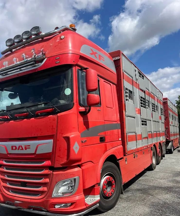 DAF XF 530 + Przyczepa Pezzaoli - 3X Trzoda, 2 X Bydło I 3 poziomy I Podnoszony dach I Hydroburta I Osie Skrętne I Poidła I Wentylatory I Pilot Manualny | - Camión transporte de ganado: foto 1 DAF XF 530 + Przyczepa Pezzaoli - 3X Trzoda, 2 X Bydło I 3 poziomy I Podnoszony dach I Hydroburta I Osie Skrętne I Poidła I Wentylatory I Pilot Manualny | - Camión transporte de ganado: foto 1