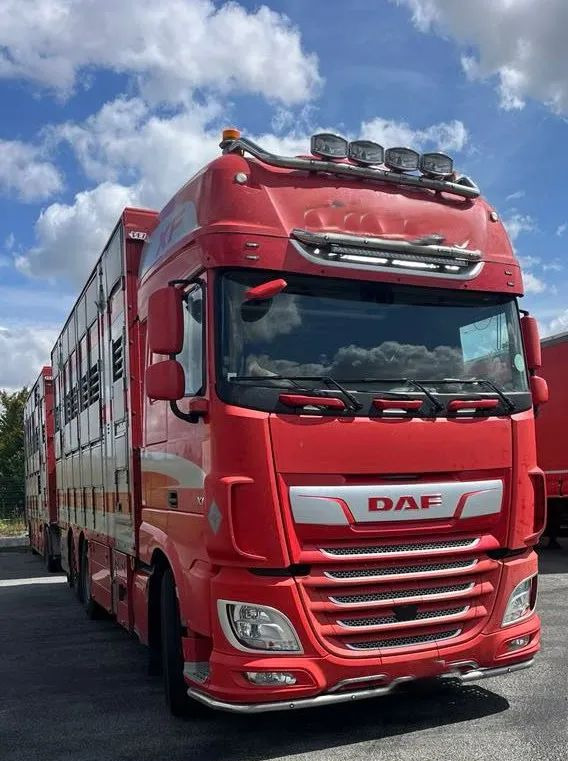 DAF XF 530 + Przyczepa Pezzaoli - 3X Trzoda, 2 X Bydło I 3 poziomy I Podnoszony dach I Hydroburta I Osie Skrętne I Poidła I Wentylatory I Pilot Manualny | - Camión transporte de ganado: foto 5 DAF XF 530 + Przyczepa Pezzaoli - 3X Trzoda, 2 X Bydło I 3 poziomy I Podnoszony dach I Hydroburta I Osie Skrętne I Poidła I Wentylatory I Pilot Manualny | - Camión transporte de ganado: foto 5