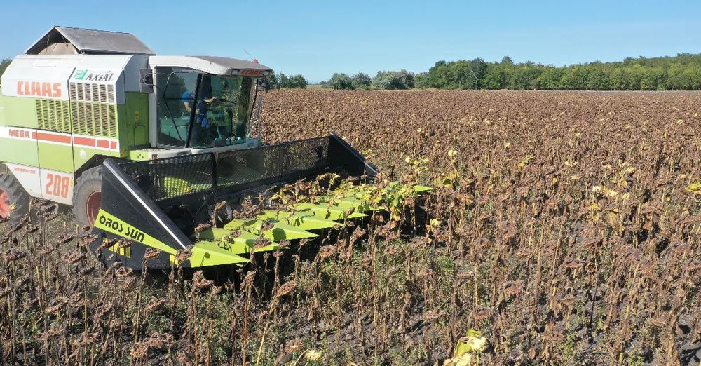 Cabezal de girasol nuevo Oros SUN 876 8 rzędowy, Nowe Przystawki do zbioru słonecznika,: foto 7 Cabezal de girasol nuevo Oros SUN 876 8 rzędowy, Nowe Przystawki do zbioru słonecznika,: foto 7