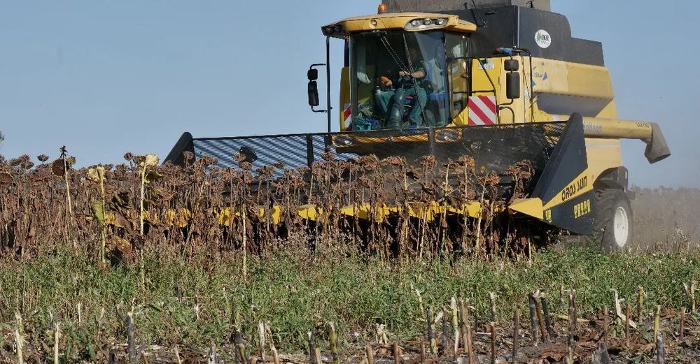 Cabezal de girasol nuevo Oros SUN 876 8 rzędowy, Nowe Przystawki do zbioru słonecznika,: foto 15 Cabezal de girasol nuevo Oros SUN 876 8 rzędowy, Nowe Przystawki do zbioru słonecznika,: foto 15