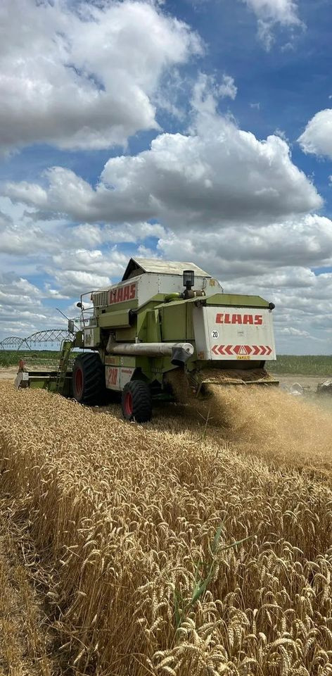 Claas MEGA 218 - Cosechadora de granos: foto 5 Claas MEGA 218 - Cosechadora de granos: foto 5
